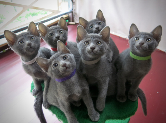 Kittens at 8 weeks